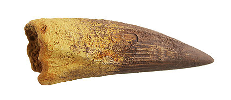 Spinosaurus Cast Large Shed Tooth