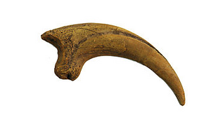 Deinonychus Cast Killing Claw