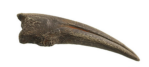 Struthiomimus Cast Hand Claw