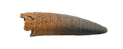 Spinosaurus Cast Small Shed Tooth