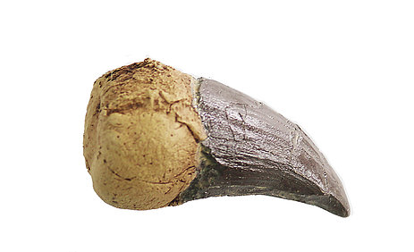 Tylosaurus poringer Cast Tooth