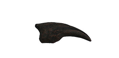 Troodon Cast Foot Claw