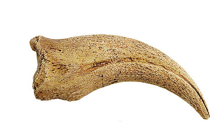 Spinosaurus Cast Hand Claw