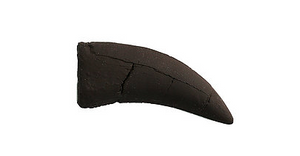 Daspletosaurus Cast Tooth