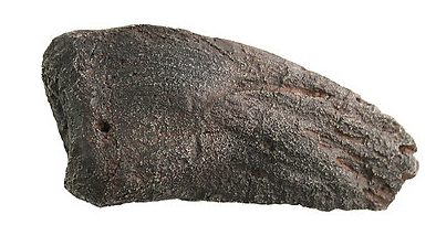Camarasaurus Cast Thumb Claw