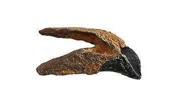 Triceratops Cast Tooth