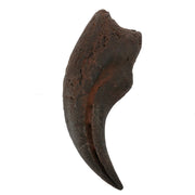 Struthiomimus Cast Manus Claw