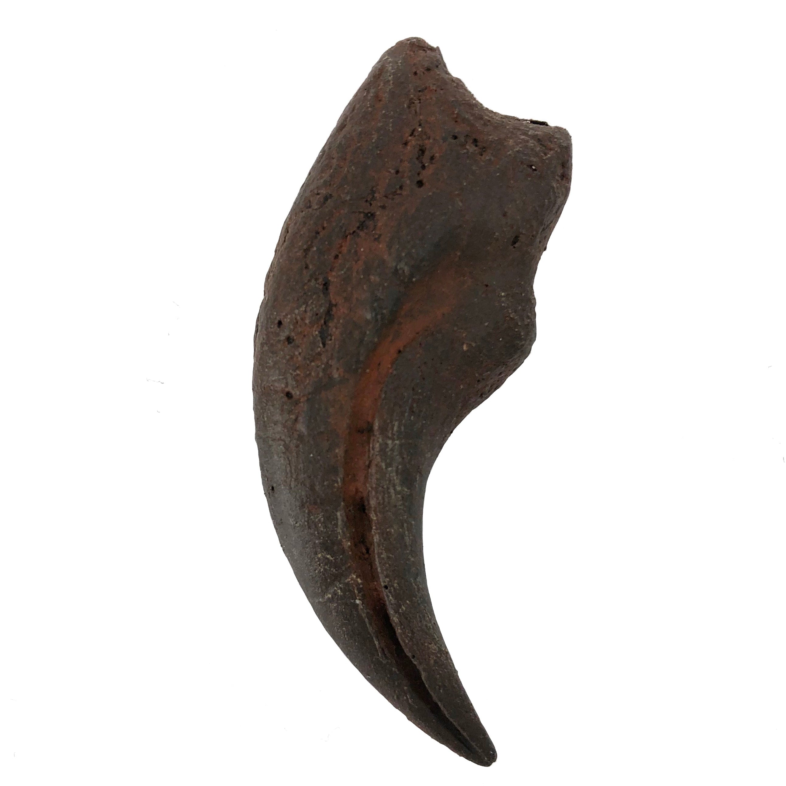 Struthiomimus Cast Manus Claw