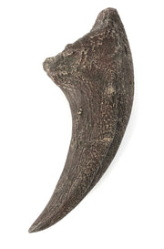 Tyrannosaurus Rex Cast Foot Claw