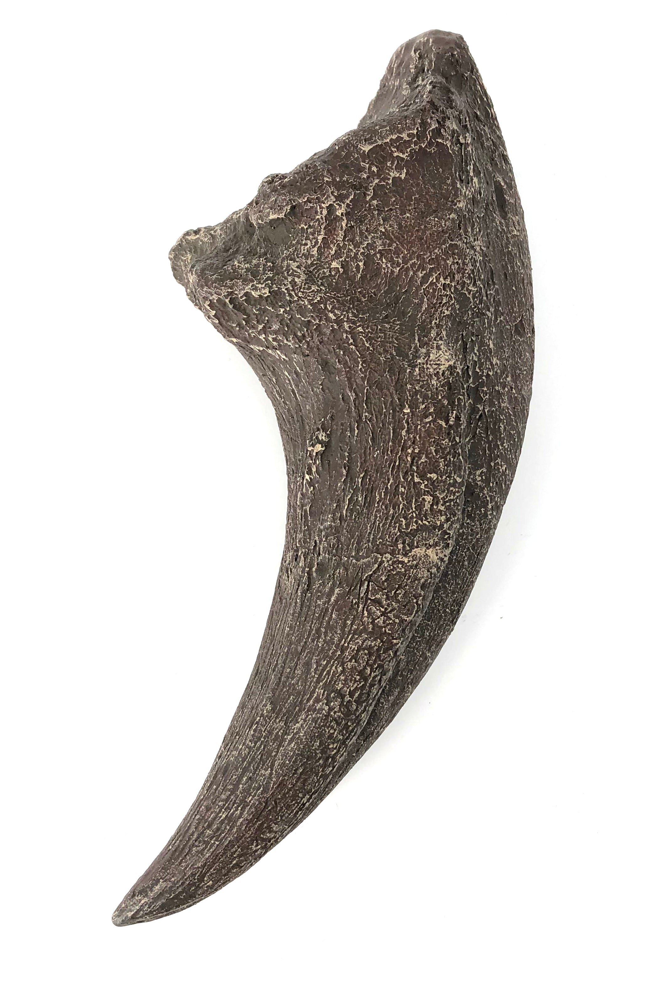 Tyrannosaurus Rex Cast Foot Claw