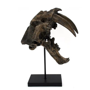 Sabertooth Tiger Skull Replica on Stand