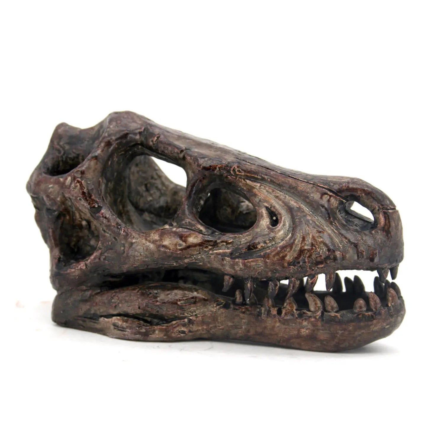 Velociraptor Mini Skull Replica