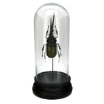 Hercules Beetle Glass Cloche