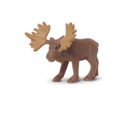 Tiny Animals & Dinosaurs