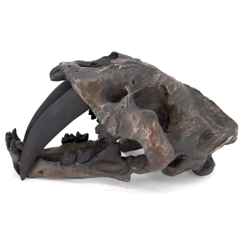 Sabertooth Tiger Skull Replica