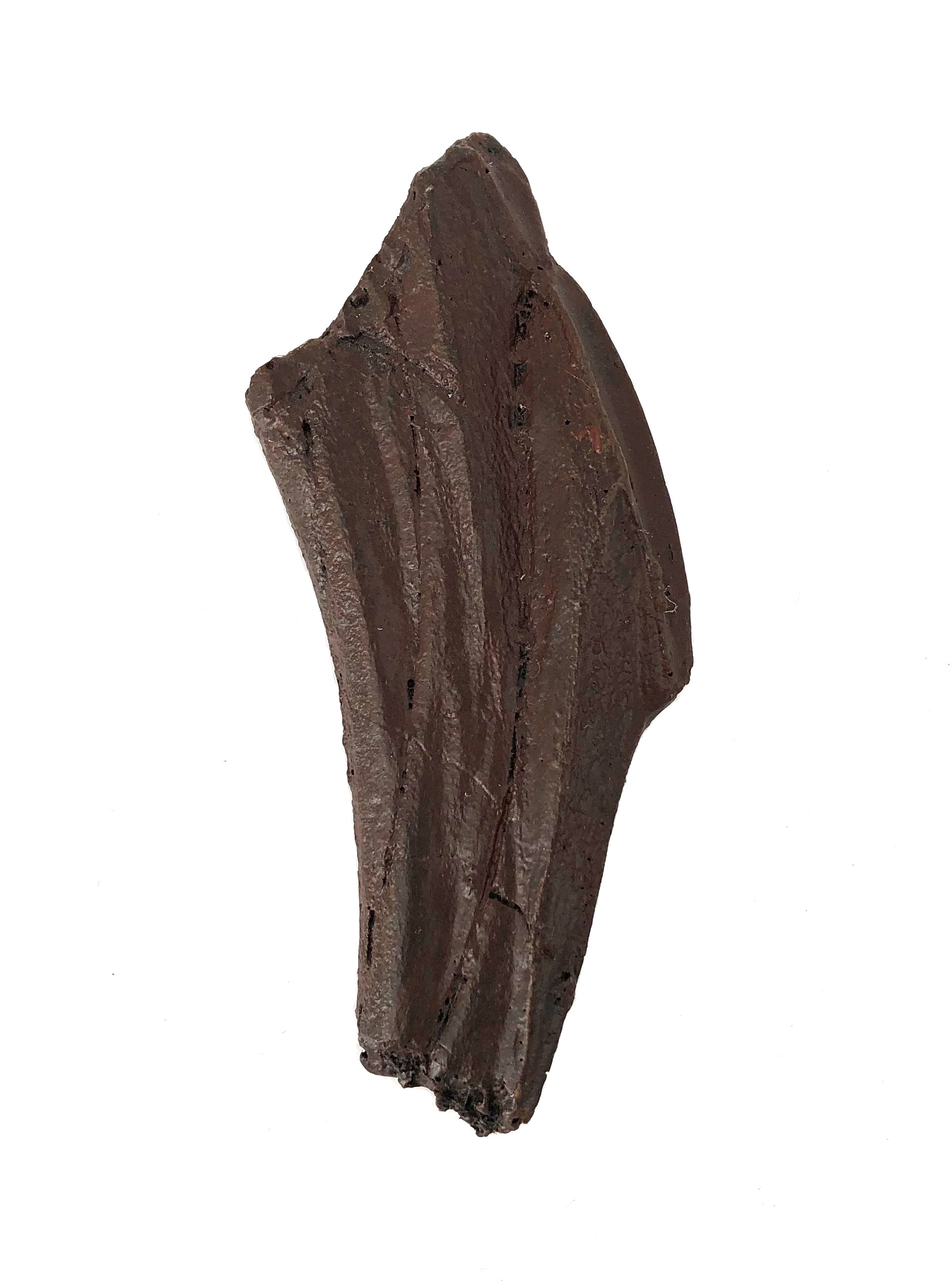 Edmontosaurus Cast Tooth