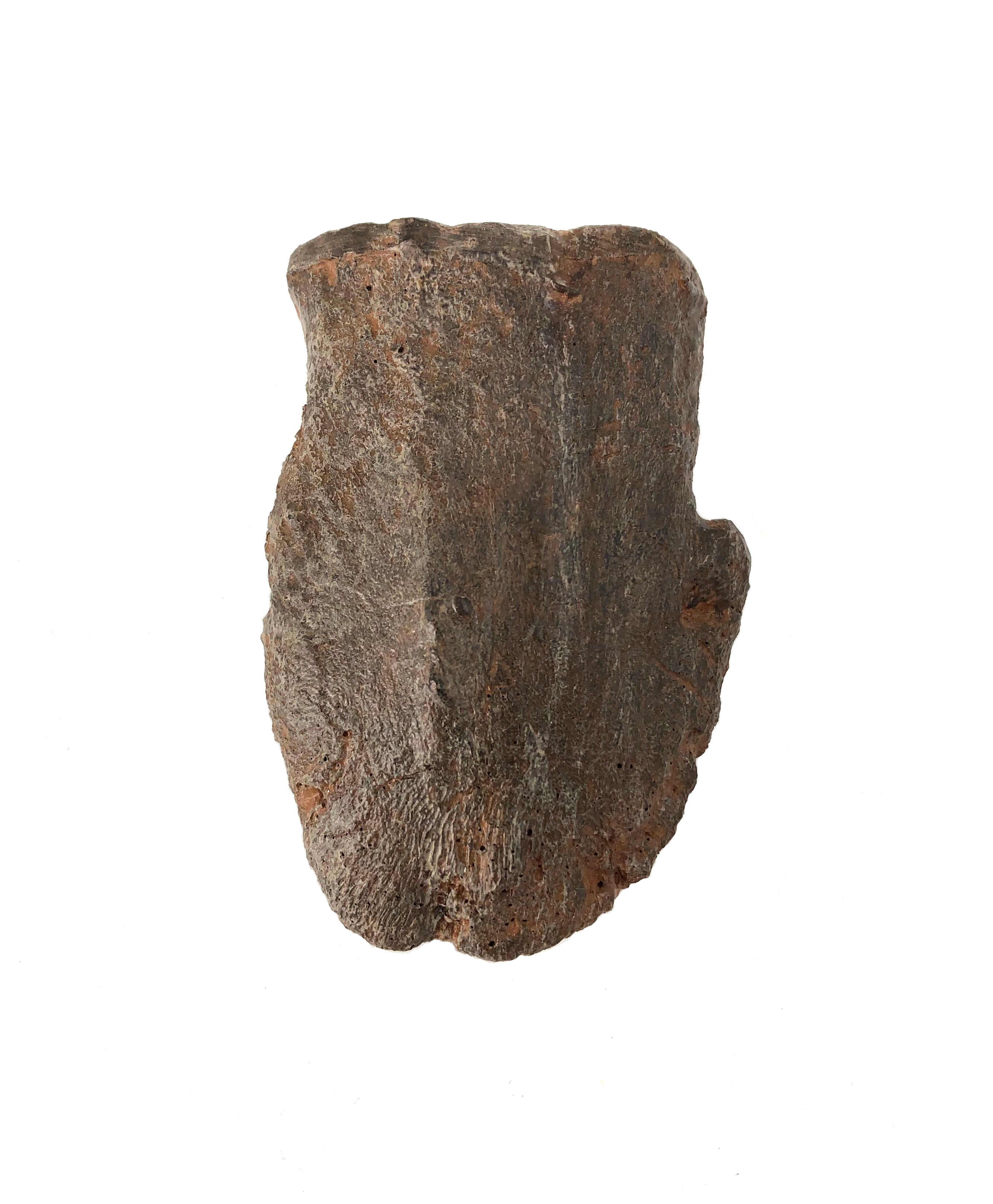 Edmontosaurus Cast Toe Bone