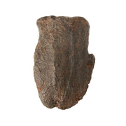 Edmontosaurus Cast Toe Bone